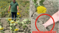 AYÇİÇEK ÜRETİMİNDE ZARAR BÜYÜK