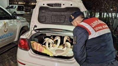 KUĞU KAÇAKÇILARI DA VARMIŞ..