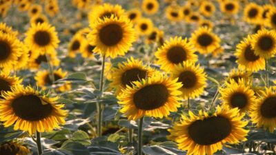 AYÇİÇEK TOHUMU VE YAĞINDA TARİFE KONTENJANI UYGULAMASI YÜRÜRLÜKTE…