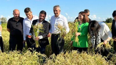 3 Yeni Çeltik Çeşidimiz Bereketli Topraklarımızla Buluşuyor