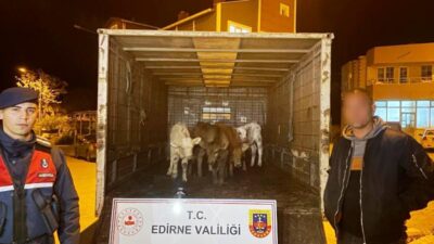 Edirne Jandarmasından Suçlulara Geçit Yok: Çalınan 6 Hayvan Sahibine Teslim Edildi