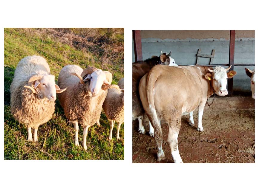 Edirne Ziraat Odası Başkanlığı
