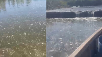 İpsala Karpuzlu’da Çeltik Üreticileri Su Kriziyle Mücadele Ediyor!