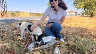 TREDAŞ’ın armatürleri, sokak hayvanları için hayatı aydınlatıyor