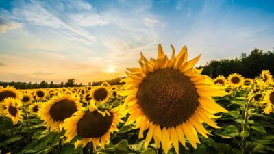 Yağlık Ayçiçeği Avans Fiyatı Açıklandı: 28.000 TL/Ton