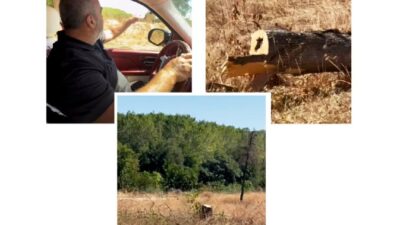 İKİ KÖPRÜ ARASINDAKİ AĞAÇ KATLİAMINA ALTUNHAN’DAN SERT TEPKİ